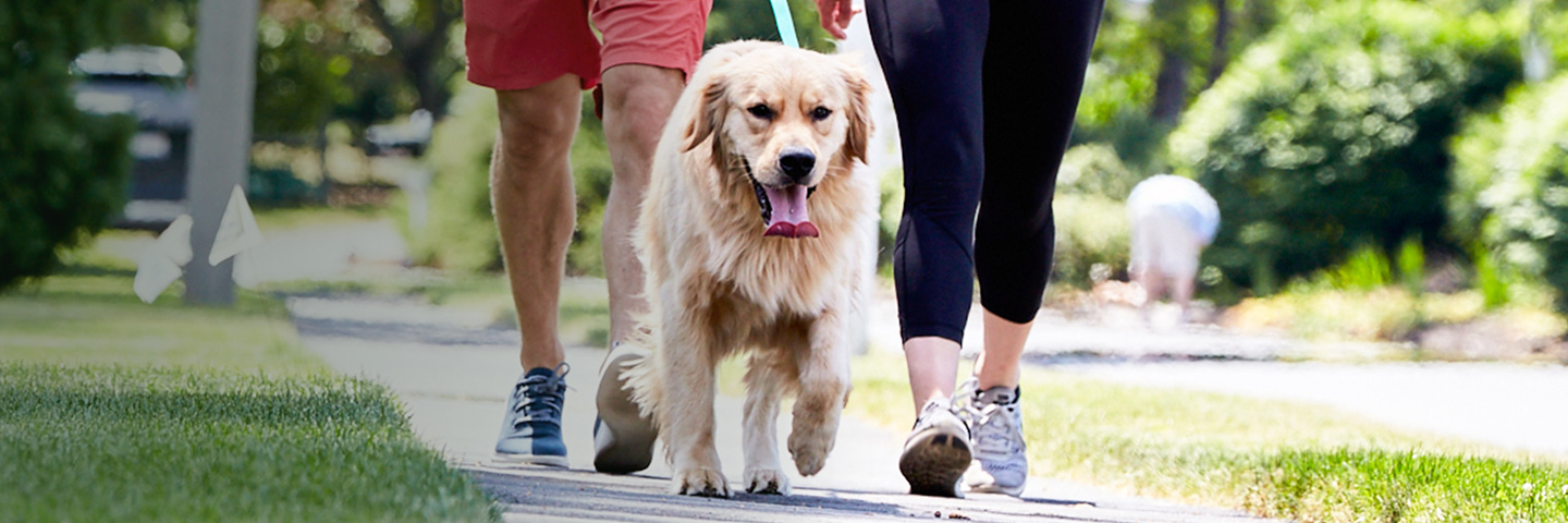 DogWatch of Reno-Tahoe and Sacramento, Reno, Nevada | SideWalker Leash Trainer Slider Image