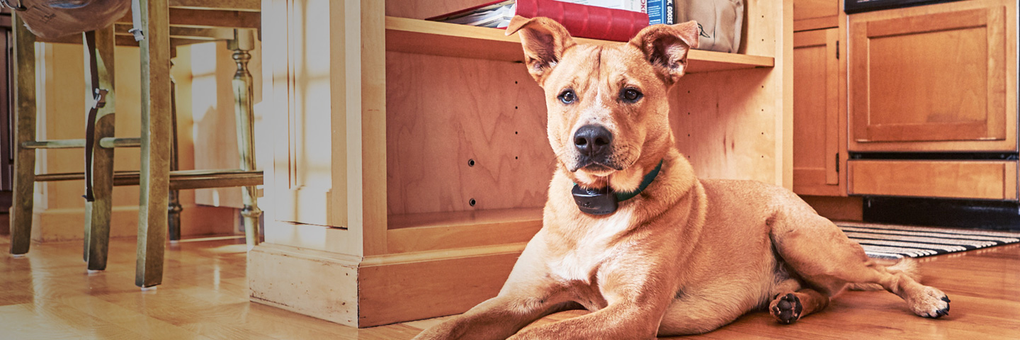 DogWatch of Reno-Tahoe and Sacramento, Reno, Nevada | Indoor Pet Fences Slider Image